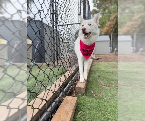 Medium Photo #1 Siberian Husky Puppy For Sale in Fremont, CA, USA