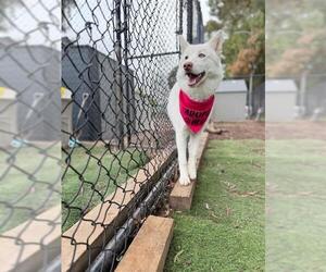 Siberian Husky Dogs for adoption in Fremont, CA, USA