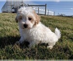 Small Photo #10 Maltipoo Puppy For Sale in FREDERICKSBURG, OH, USA