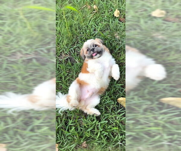 Medium Photo #10 Shih Tzu Puppy For Sale in Weston, FL, USA