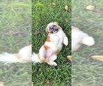 Small #9 Shih Tzu