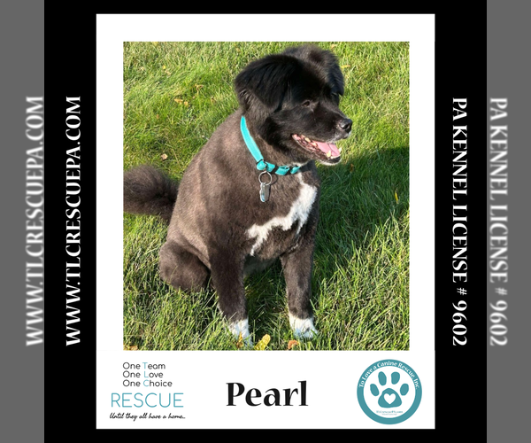 Medium Photo #8 Mutt Puppy For Sale in Kimberton, PA, USA