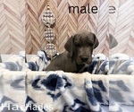 Puppy Hades Great Dane