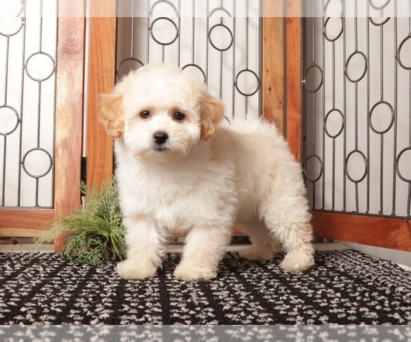 Medium Photo #4 Maltipoo (Miniature) Puppy For Sale in NAPLES, FL, USA