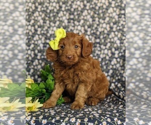 Goldendoodle (Miniature) Puppy for sale in NOTTINGHAM, PA, USA