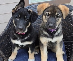 German Shepherd Dog Litter for sale in PORTER, TX, USA