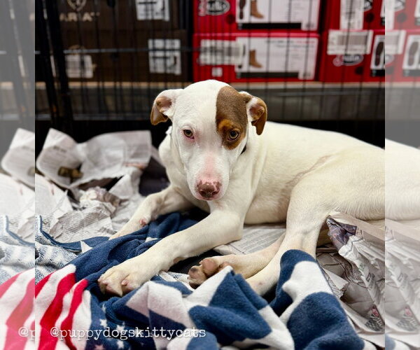 Medium Photo #7 Bulldog-Labrador Retriever Mix Puppy For Sale in Tarrytown, GA, USA
