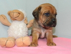 Small Photo #2 Puggle Puppy For Sale in WARSAW, NY, USA