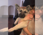 Small Photo #4 German Shepherd Dog Puppy For Sale in BEDFORD, IN, USA