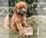 Small Photo #5 Whoodle (Miniature) Puppy For Sale in MIDDLEBURY, IN, USA