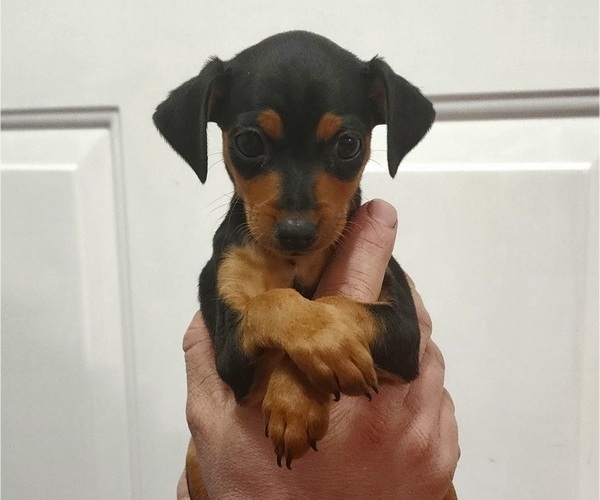 Medium Photo #1 Miniature Pinscher Puppy For Sale in OLATHE, KS, USA