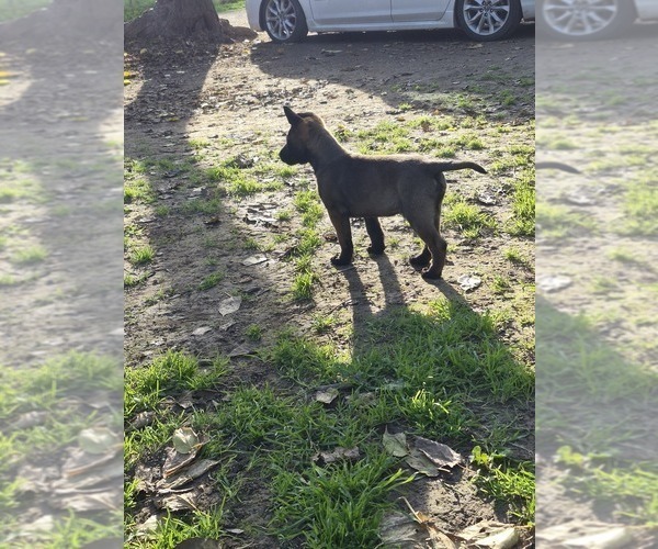 Medium Photo #16 Belgian Malinois Puppy For Sale in DIXON, CA, USA