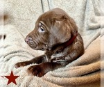 Puppy Max Labrador Retriever