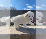 Small #1 Maltipoo