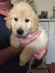 Golden Retriever Puppy for sale in THOMSON, GA, USA