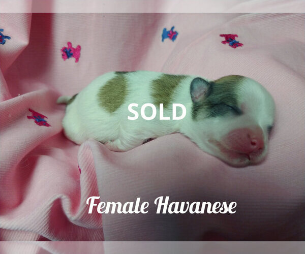 Medium Photo #3 Havanese Puppy For Sale in WINSTON SALEM, NC, USA