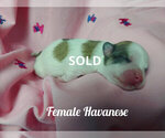 Small Photo #3 Havanese Puppy For Sale in WINSTON SALEM, NC, USA
