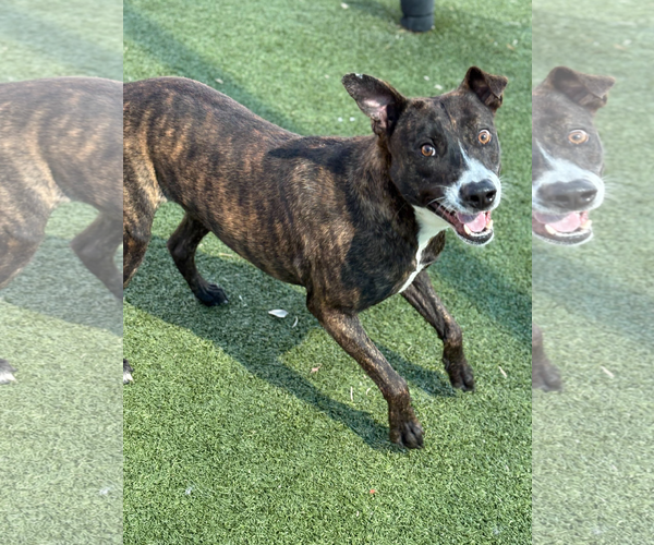 Medium Photo #5 Mutt Puppy For Sale in Woodbury, NY, USA