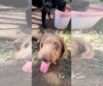 Small Labradoodle