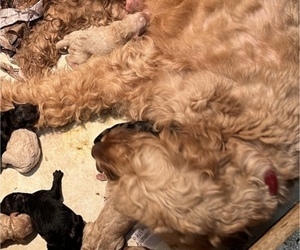 Mother of the Goldendoodle puppies born on 06/09/2023