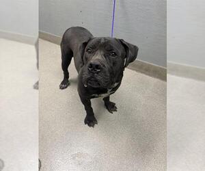 Presa Canario-Unknown Mix Dogs for adoption in Las Vegas, NV, USA