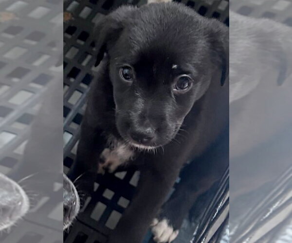 Medium Photo #2 Labrador Retriever-Unknown Mix Puppy For Sale in Gilberts, IL, USA