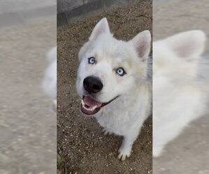 Siberian Husky-Unknown Mix Dogs for adoption in Redlands, CA, USA