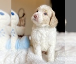 Small #1 Labradoodle