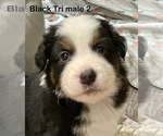 Small #1 Miniature American Shepherd