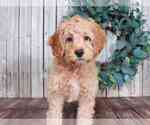 Small Photo #2 Cockapoo Puppy For Sale in MOUNT VERNON, OH, USA