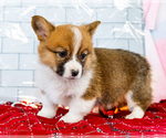 Small Photo #49 Cardigan Welsh Corgi Puppy For Sale in WAKARUSA, IN, USA