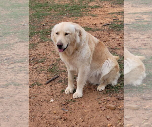 Medium Photo #4 Golden Retriever Puppy For Sale in Dallas, TX, USA