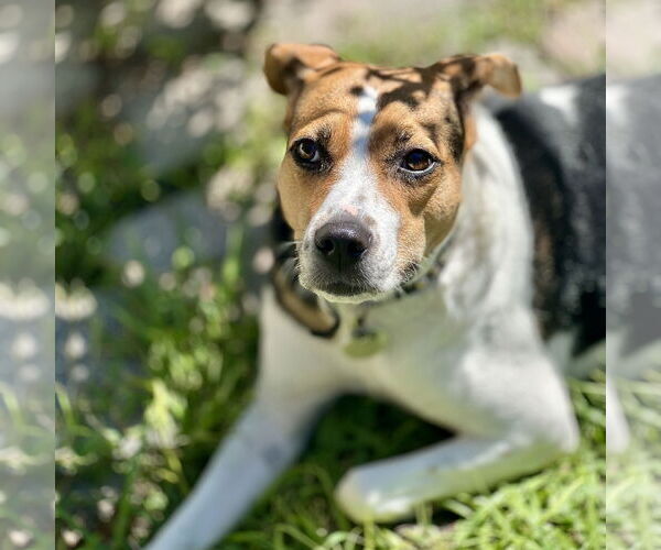Medium Photo #6 Mutt Puppy For Sale in  Gainesville, FL, USA