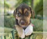 Small #4 Mutt