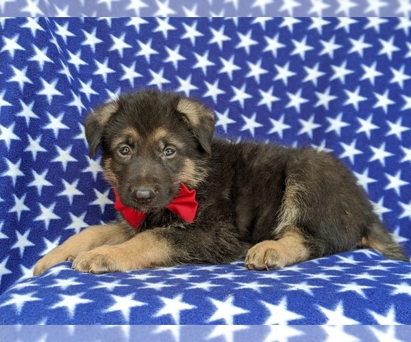 Medium Photo #5 German Shepherd Dog Puppy For Sale in KIRKWOOD, PA, USA