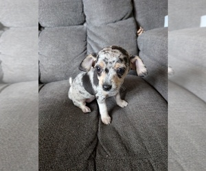 Medium Chiweenie