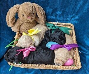 Labradoodle Litter for sale in MORGANTON, NC, USA