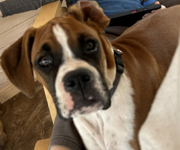 Medium Photo #31 Boxer Puppy For Sale in STRUM, WI, USA
