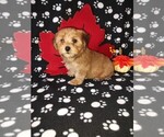 Puppy Max Poodle (Toy)-Yorkshire Terrier Mix