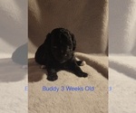 Puppy Buddy Poodle (Toy)