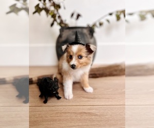 Shel-Aussie Puppy for sale in ALPINE, UT, USA
