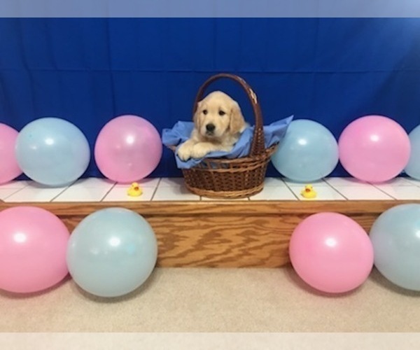 Medium Photo #4 Golden Retriever Puppy For Sale in WEBSTER CITY, IA, USA