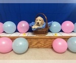 Small Photo #4 Golden Retriever Puppy For Sale in WEBSTER CITY, IA, USA