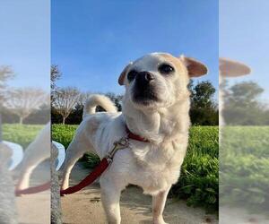 Chihuahua Dogs for adoption in Santa Barbara, CA, USA