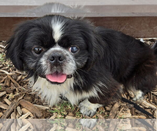 Medium Photo #1 Pekingese Puppy For Sale in San Antonio, TX, USA