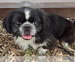 Small Pekingese
