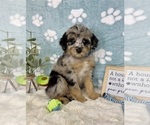 Image preview for Ad Listing. Nickname: Benny