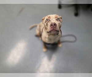 Catahoula Leopard Dog-Unknown Mix Dogs for adoption in Denver, CO, USA