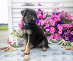 Puppy Dolly German Shepherd Dog