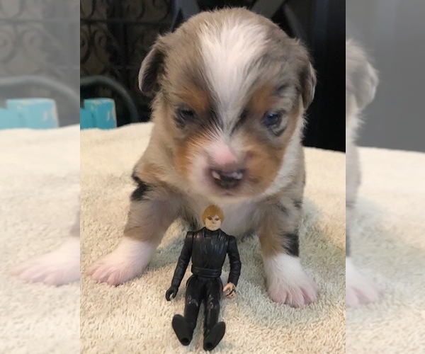 Medium Photo #6 Miniature Australian Shepherd Puppy For Sale in MAGNOLIA, TX, USA